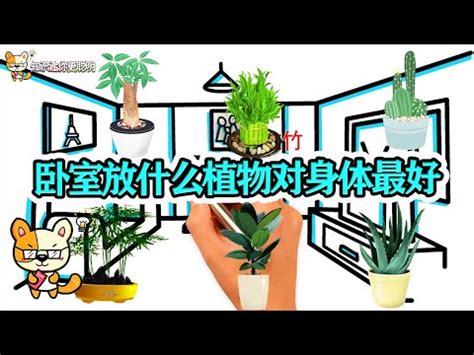 睡房植物|【睡房 植物】睡房裡擺放這些植物，讓你夜夜好眠！